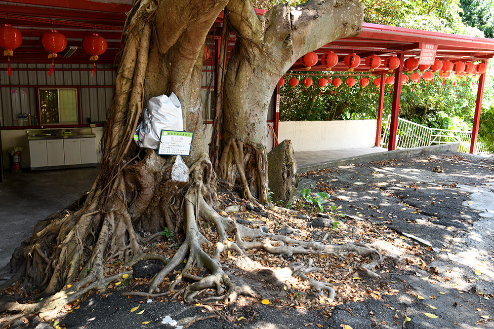 榕樹　ガジュマルの木