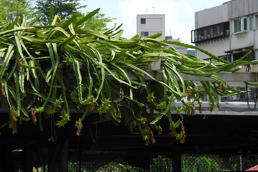 ドラゴンフルーツの木