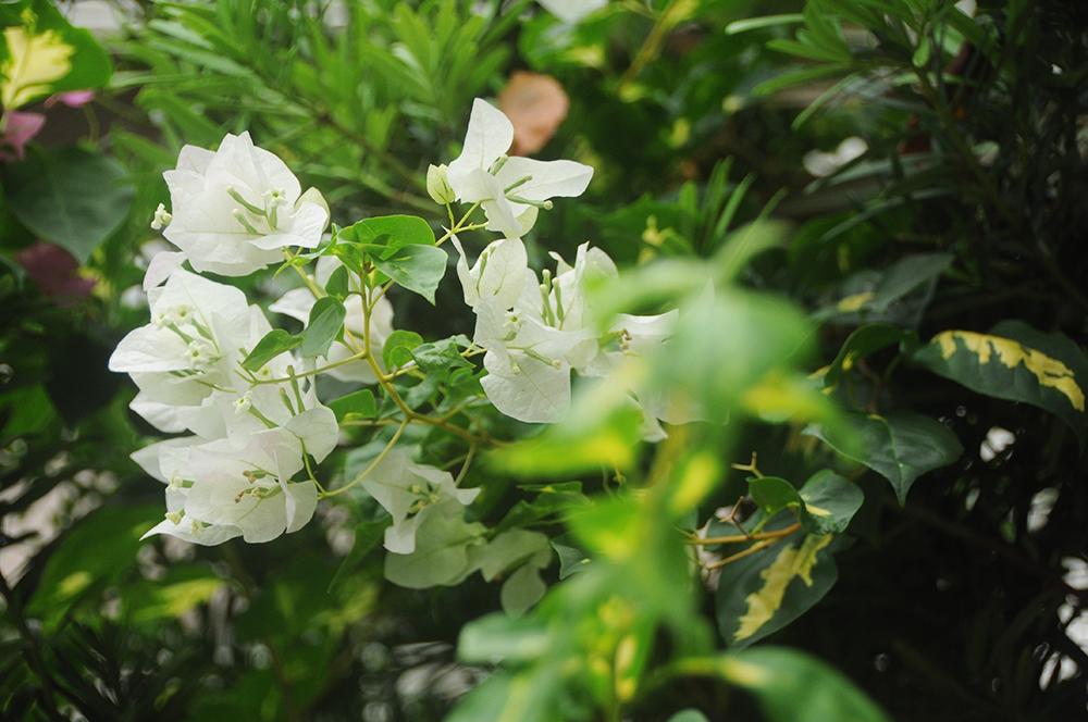 ブーゲンビリア（白）