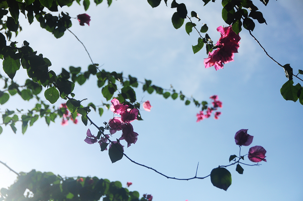 ブーゲンビリア（ピンク）