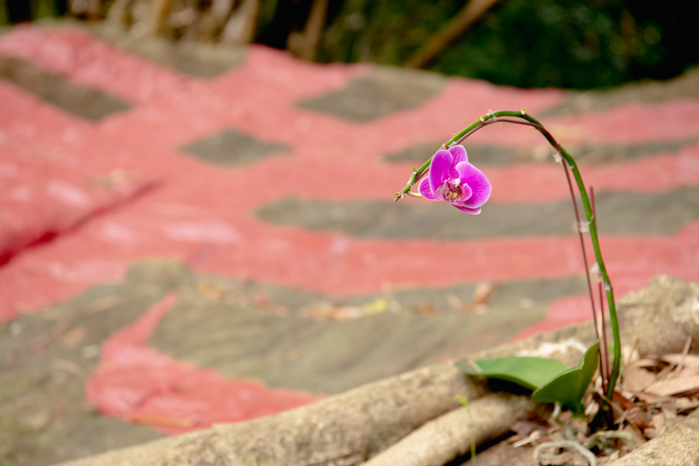 着生ラン(胡蝶蘭)