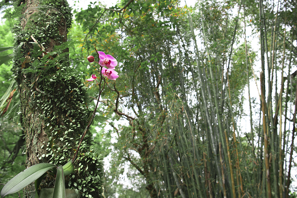 着生ラン(胡蝶蘭)