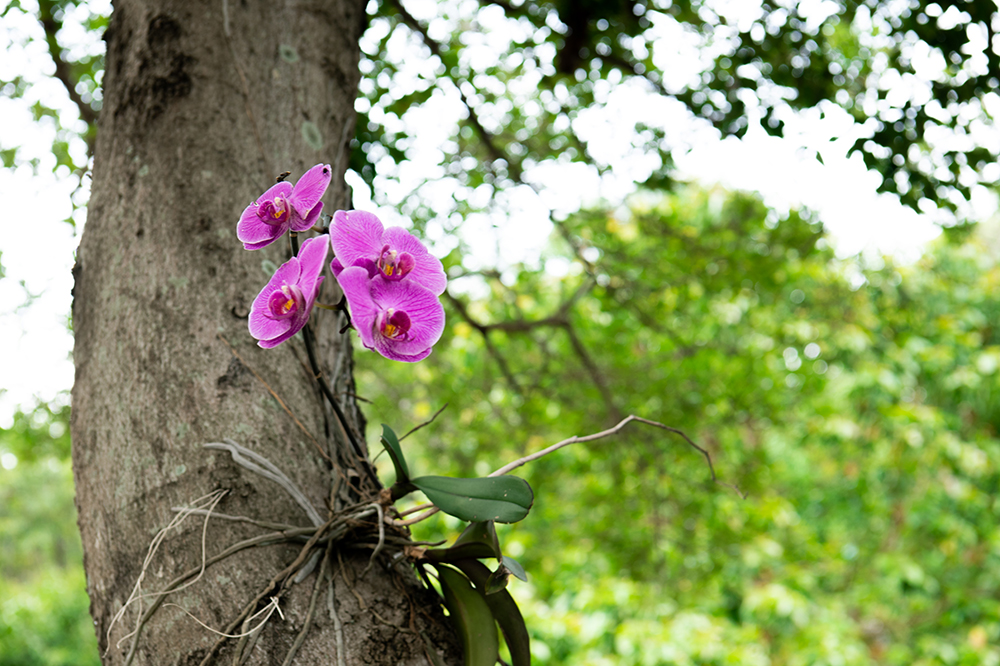 着生ラン(胡蝶蘭)