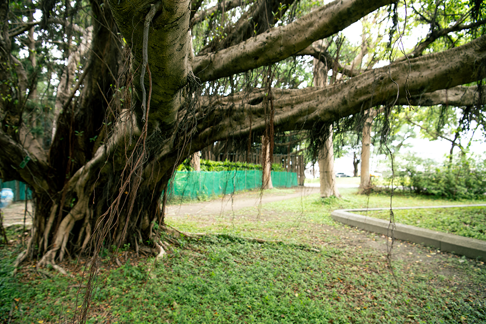 ガジュマル 榕樹