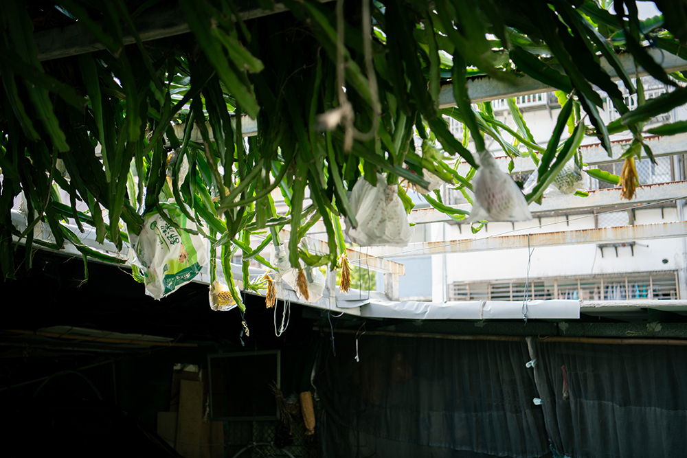 ドラゴンフルーツ 火龍果