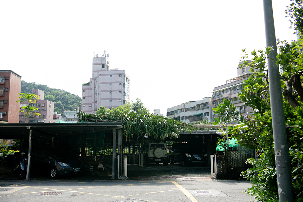 ドラゴンフルーツ 火龍果