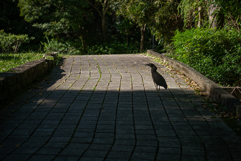 芝山公園の黑冠麻鷺（大鳥）