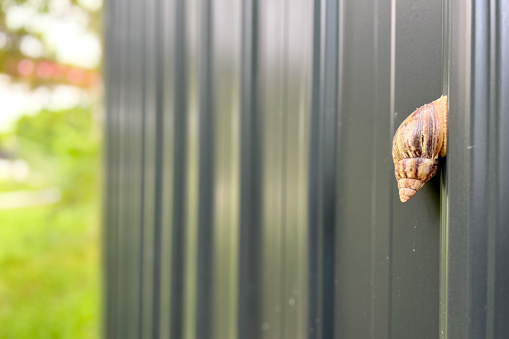 台湾のカタツムリは尖ってる